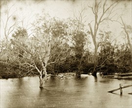 Freshwater lagoon at Burpengary. Trees and fences are part-submerged by the high waters of a