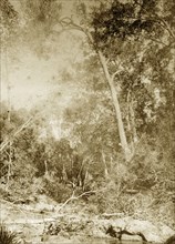 Forested outback in Brookfield. View from Moggill creek showing a section of densley forested
