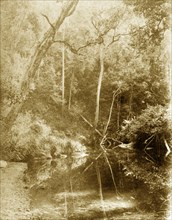 Still waters at Moggill creek. The mirror-like surface of the water at Moggill creek reflects trees