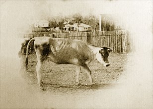 Calf on a Queensland smallholding. A calf pictured in a fenced paddock on a Queensland settler's
