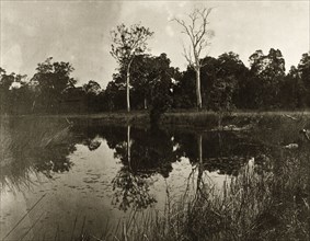 Reflections of the outback. Two tall trees, one dead and one alive, are reflected in the still