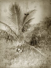 Goosey' hides under a palm. Evan 'Goosey' Pughe crouches under a large palm plant, his face