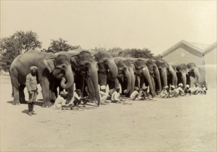 Evening feed for an elephant battery. Unsaddled elephants working in the heavy battery division of