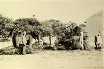Fodder for battery elephants. Mahouts (elephant handlers) secure large bundles of foliage intended