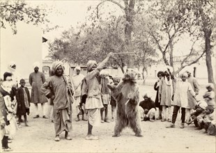 Dancing bear performance. An Indian bear handler holds up a stick to make his trained bear 'dance'