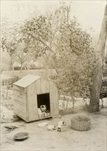 Mrs Morton's puppies. A dog belonging to Mrs Morton sits in its kennel, watching over its young