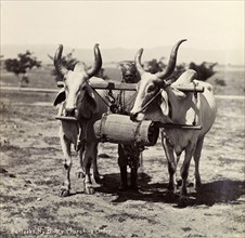 Horned bullocks at work. Two horned bullocks are driven through a field by their master, tethered