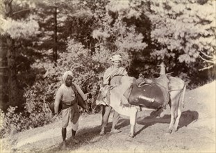 Bheestis' in the mountains. Two 'bheestis' or water carriers stand beside a saddled cow on a steep