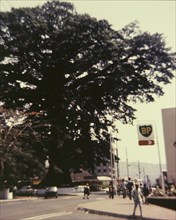 Freedom Tree'. A huge tree, identified by an original caption as the 'Freedom Tree', dwarfs the