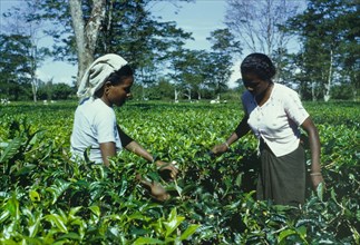 Tea plucking at Sessa tea estate. Two women pick tea from a plantation on the Sessa tea estate.