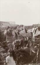 Donkey pen, Casablanca. Two donkeys rest inside a roughly constructed pen covered with washing left