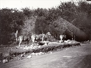 Zebras beside a road, East Africa. A small herd of zebras edge along a roadside, walking in file