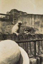 Mr Polar Bear at the zoo'. A ladies' wide-brimmed hat partially obscures a holiday snap of a polar