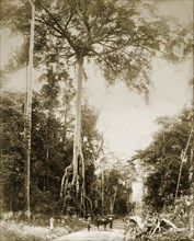 Giant Malaysian jungle tree. Giant tree growing alongside a jungle road. British Malaya (Malaysia),
