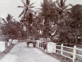 Batu village near Kuala Lumpur. A cart is pulled along the road by two bullocks outside a Batu