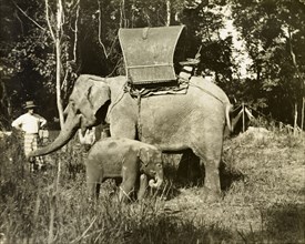 A laden elephant and her calf, Malaysia. A cow elephant laden for a Bername base line survey trip,