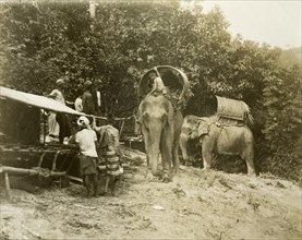 Laden elephants, Malaysia. Working elephants, laden for a trigonometrical survey. Near Janing,