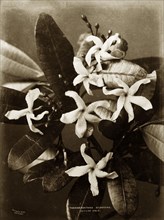 Rare flower of Ceylon. Botanical study of a Tabernaemontana dichotoma in flower. Ceylon (Sri