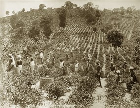 Tea picking in Ceylon. Workers plucking tea on the Holton Estate. Panwila, Ceylon (Sri Lanka),