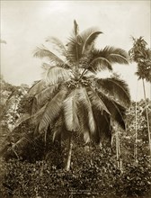 Coconut Palm, Ceylon. Botanical portrait of Cocos nucifera, the common Coconut Palm. Ceylon (Sri