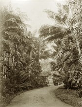 Peradeniya Botanical Gardens. View of a walk through the Peradeniya Botanic Gardens. Kandy, Ceylon