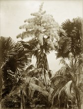 A Talipot Palm tree. Botanical study of Corypha umbraculifera, the Talipot Palm, in flower,