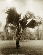 A Lodoicea maldivica. Botanical study of Lodoicea maldivica, the Coco-de-Mer Palm, probably growing