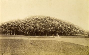 Banyan trees, Calcutta. A mass of sprawling foliage belonging to a plantation of Banyan trees at