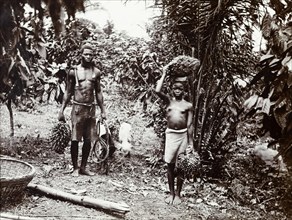 Carrying palm oil nuts. A man and a girl carry bunches of palm oil nuts for the African Oil Nuts