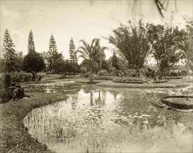 Lily pond, Queensland. Lily pond set in formal gardens. Possibly Brisbane, Australia, cica 1890.,