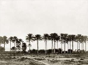 Date palms at Basidu. A row of date palms lines the beach at the village of Basidu (Bassadore),