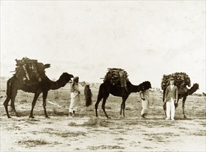 Camels carrying firewood. A European man identified as 'Lieutenant Poyntz' poses beside a