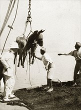 Hoisting mules aboard. A pair of blindfolded mules are hoisted aboard a naval transport ship.