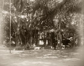 In the shade of the Banyan tree. Two men pause for thought under a large Banyan tree growing in
