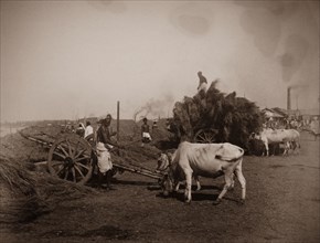 Unloading carts at the Hooghly River. Workers unload cattle-drawn carts filled with what appears to