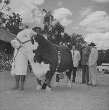 Cattle at the Royal Show. An panel of officials judge a large bull in an arena at the Royal Show.