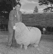 Prize-winning sheep. A man smiles for the camera as he poses with a prize-winning sheep, adorned