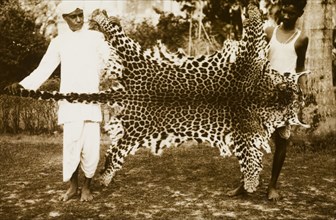 Panther skin, Bangladesh. Two servants display a panther skin outstretched between them. Alaipur,