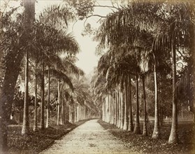Cabbage Palm Walk, Ceylon. The Cabbage Palm Walk at Peradeniya Botanic Gardens. Kandy, Ceylon (Sri