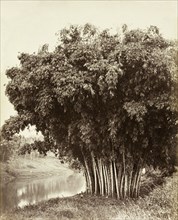 Giant bamboo, Ceylon. A giant bamboo (Dendrocalamus giganteus Wall. Ex Munro), growing on the banks