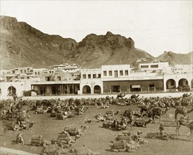 Camel market at Aden. Numerous saddled camels wait an outside market beside a long, low building
