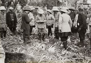 King George V takes notes. King George V (r.1910-36) notes the details of four tigers and a rare