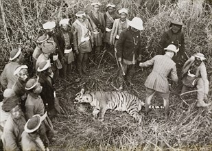 A tiger shot by King George V. Members of the royal party measure the carcass of a tiger shot by