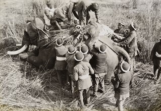 Padding' a tiger. Members of a royal hunting party 'pad' a tiger shot by King George V, hoisting