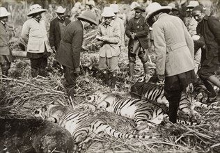 King George V inspects his bag. King George V (r.1910-36) inspects four tigers and a rare Himalayan