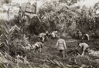 Clearing space for a royal lunch. King George V (r.1910-36) sits on the back of an elephant,
