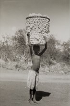 Carrying cotton to market. A young boy balances a large, open-weave basket stuffed full of seed