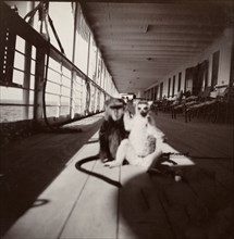Monkey and lemur aboard the S.S. Balmoral Castle. A chained monkey and lemur sit together on the