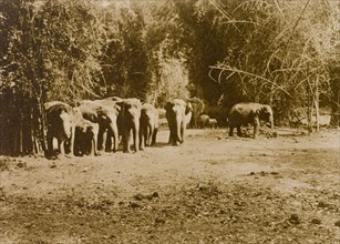 Facing the beaters. Several wild elephants face the beaters of a hunting drive in the Kakankota
