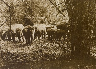 An elephant drive. A small herd of wild elephants (Elephas maximus) are driven through the